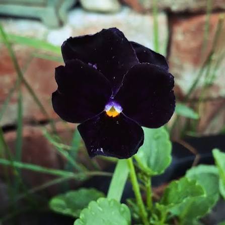 Black King Pansy