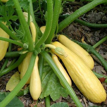 Crookneck Summer Squash