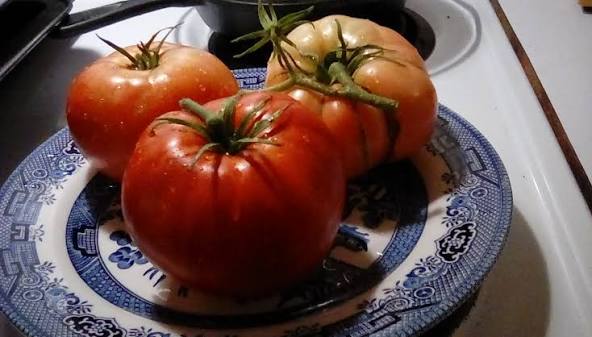 Garden Leader Monster Tomato