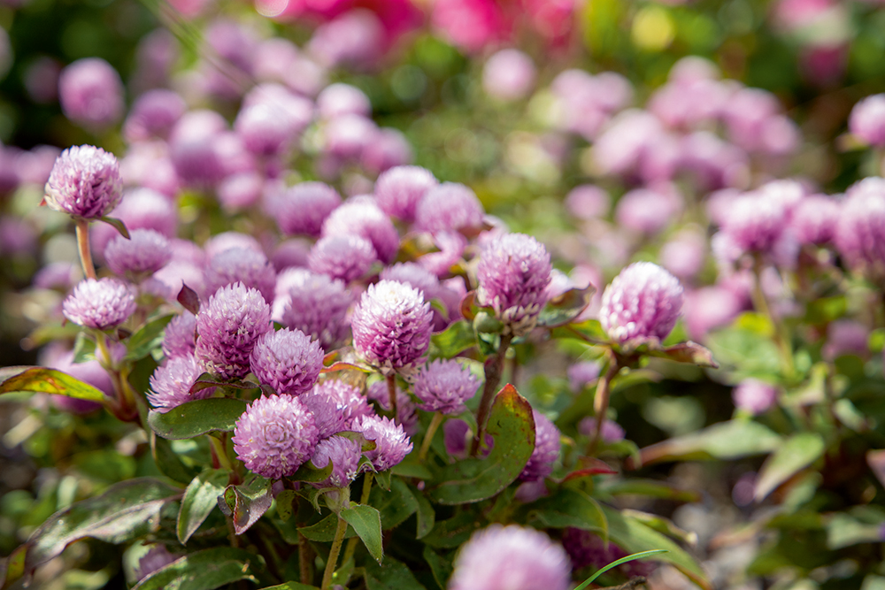 Gomphrena Globosa Mixed
