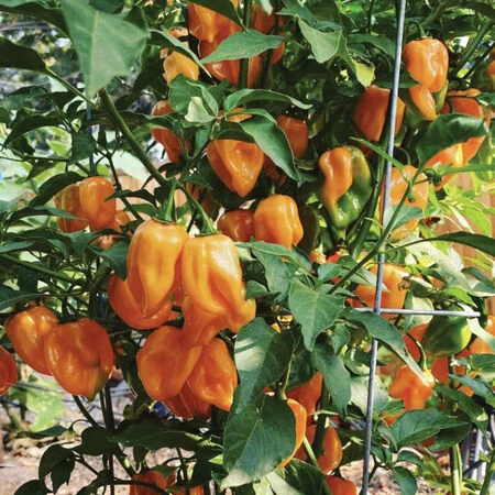 Habanero Pepper