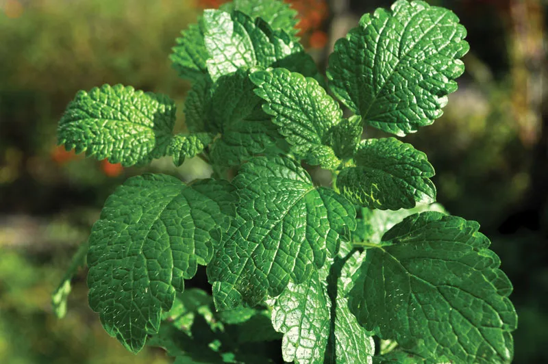 Spearmint