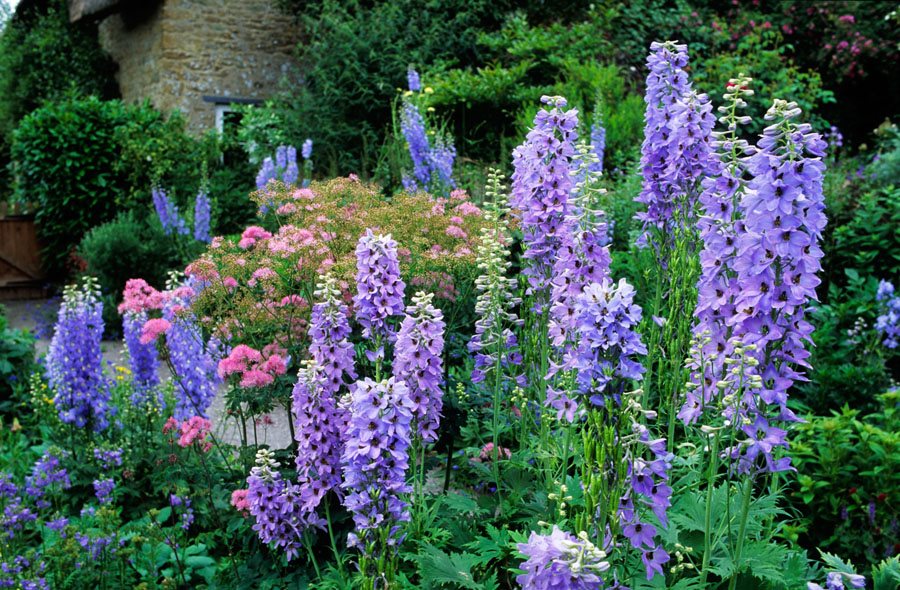 Pacific Giant Delphinium