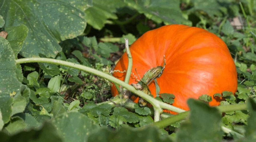 Spookie Pumpkin