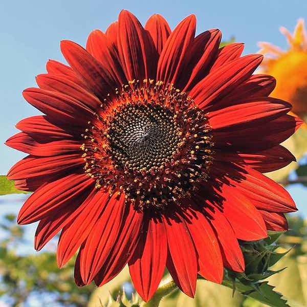 Velvet Queen Sunflower